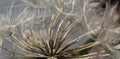 Banner of close up macro of dandelion seed head Royalty Free Stock Photo