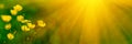 Banner 3:1. Close up meadow buttercup flowers Ranunculus acris with sunlight rays. Spring background. Copy space. Soft focus