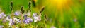 Banner 3:1. Close up of Nemophila baby blue eyes flowers with sunlight rays. Spring background. Copy space. Soft focus Royalty Free Stock Photo