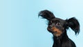 banner Close up portrait of black young cute russian toy terrier puppy dog looking front on blue background with copy Royalty Free Stock Photo