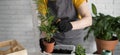 Banner Close-up spring houseplant care, repotting houseplants copy space. Waking up indoor plants for spring. Female is