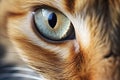 Banner of a close up of a tabby cat face with blue eyes and nose