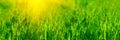 Banner 3:1. Close up vibrant fresh green grass with sunlight rays. Spring background. Copy space. Soft focus Royalty Free Stock Photo