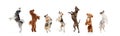 Banner. Collage. Dogs of different breeds jumping happily on their hind legs against white studio background. Royalty Free Stock Photo