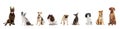 Banner. Collage. Dogs of different breeds seating against white studio background. Pets looks healthy and well-grooming. Royalty Free Stock Photo