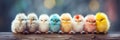 Banner Colorful easter chicks. adorable little birds with text space. Spring holiday theme Royalty Free Stock Photo