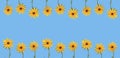 A banner consisting of two rows of bright summer flowers on a blue background
