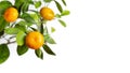 Banner, copy space. Tangerines on a branch, white isolated background. Citrus fruits growing on a tree