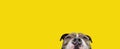 Banner curious american bully dog. Isolated on yellow background