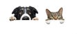 Banner curiousy pets, dog and cat looking hanging its paws on a blank. Isolated on white background Royalty Free Stock Photo