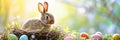 Banner cute bunny with colorful easter eggs in nest , spring and festive background Royalty Free Stock Photo