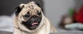 Banner cute dog pug breed have a question and making funny face