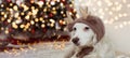 BANNER CUTE DOG UNDER CHRISTMAS TREE LIGHTS CELEBRATING HOLIDAYS WEARING A REINDEER ANTLERS HAT
