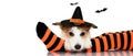 BANNER OF A CUTE HALLOWEEN DOG WEARING A WITCH OR WIZARD HAT SIT Royalty Free Stock Photo