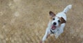 BANNER OF A CUTE AND HAPPY JACK RUSSELL DOG JUMPING AND LOOKING UP BEGGING FOOD. ISOLATED PORTRAIT AGAINST NATURAL BROWN