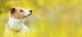 Banner of a cute happy pet dog puppy as listening ears in summer Royalty Free Stock Photo