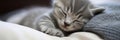 Banner. Cute Little Kitten Relaxed and Peacefully Sleeping on a Soft, Cozy Blanket with Ample Copy Space