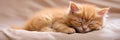 Banner. Cute Little Kitten Relaxed and Peacefully Sleeping on a Soft, Cozy Blanket with Ample Copy Space