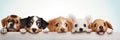 Banner with cute puppy. Group of funny dogs above white banner looking at camera. Signboard or gift card for pet shop or Royalty Free Stock Photo