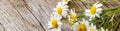 banner of Daisy chamomile flowers on wooden background. View with copy space Royalty Free Stock Photo