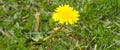 Banner of dandelion flower over grass for natural gardening