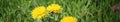 Banner of Dandelion yellow flower growing in spring time