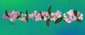 Banner. Delicate floral top border of pink hydrangea and green leaves on a jade-green background. Copy space