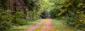 Banner. Dense  forest with a dirt road in early autumn. Fallen leaves in the woods on the road Royalty Free Stock Photo