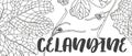 banner design with celandine. Herbal engraved style