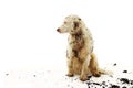 BANNER DIRTY TERRIER DOG ISOLATED. SAD PUPPY AFTER PLAY IN A MUD PUDDLE WITH ON WHITE BACKGROUND Royalty Free Stock Photo