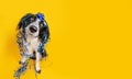 Banner dog birthday present. Cute boder collie sitting covered with ribbon and garland. Isolated on yellow background Royalty Free Stock Photo