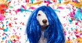 BANNER DOG CARNIVAL OR NEW YEAR COSTUME. TERRIER WEARING A BLUE WIG DISGUISE PARTY. ISOLATED ON WHITE BACKGROUND WITH COFETTI