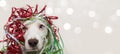 BANNER DOG HAVING A PARTY WITH SERPENTINE STREMERS FOR BIRTHDAY, NEW YEAR, CHRISTMAS, CARNIVAL OR ANNIVERSARY. ISOLATED ON GRAY