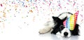 Banner dog party. Border collie celebrating birthday, carnival or new year with a polka dot hat with a tired expression face.
