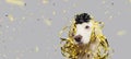 Banner dog puppy new year, carnival or birthday present with blue eyes and golden and black serpentines isolated on gray