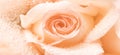 Banner. A drop of peach rose in water droplets close-up. You can use the background for postcards, congratulations, invitations to