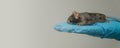 Banner with experimental black mouse is sitting at a person hand in cool blue glove with homogenous grey background in the lab, Royalty Free Stock Photo