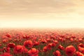 Banner with a field of bright red poppies in full bloom on a sunny background, symbol for remembrance, memorial, anzac Royalty Free Stock Photo