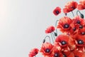 Banner with a field of bright red poppies in full bloom on a white background, symbol for remembrance, memorial, anzac Royalty Free Stock Photo