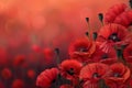 Banner with a field of red poppies in full bloom on a red background, symbol for remembrance, memorial, anzac day Royalty Free Stock Photo