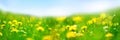 Banner 3:1. Field with yellow dandelions against blue sky and sun beams. Spring background. Soft focus Royalty Free Stock Photo