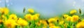 Banner 3:1. Field with yellow dandelions against blue sky and sun beams. Spring background. Soft focus Royalty Free Stock Photo