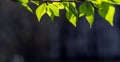 Banner with first poplar leaves illuminated by evening sun on dark background