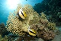 Banner fish on coral reef