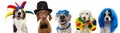 Banner five dogs celebrating carnival, halloween, new year wearing clown hat, bowtie, blue wig, mask and cape costume. Isolated on Royalty Free Stock Photo