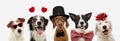 Banner five dogs celebrating valentine`s day with a red ribbon on head and a heart shape diadem or glasses, top hat and bowtie. Royalty Free Stock Photo