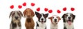 Banner five group dogs puppy love celebrating valentine`s day with a red heart shape diadem. Isolated on white background