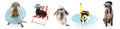 DBanner five pets dogs going on summer vacations, dachshund resting on beach chair ans pointer and jack russell inside a