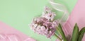 banner with flat lay of pink hyacinth flowers with pink ribbon on pastel green and pink colors. Spring or summer coming