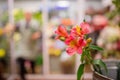 Banner florist shop, closeup luxurious flowers bouquet, in background fridge storage